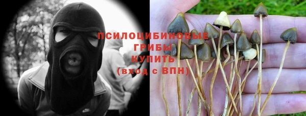 прущие грибы Аркадак